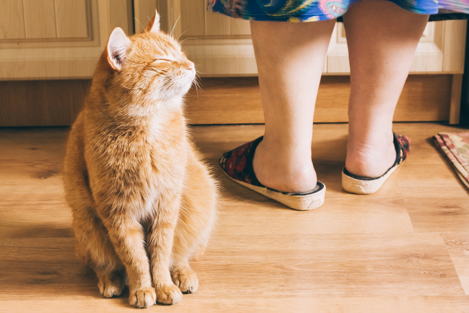 A cat basking in the sun beside pair of feet